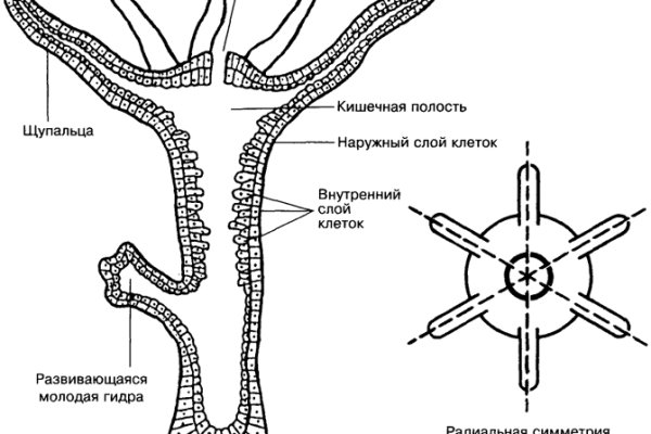 Кракен даркшоп