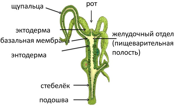 Кракен сайт 18at